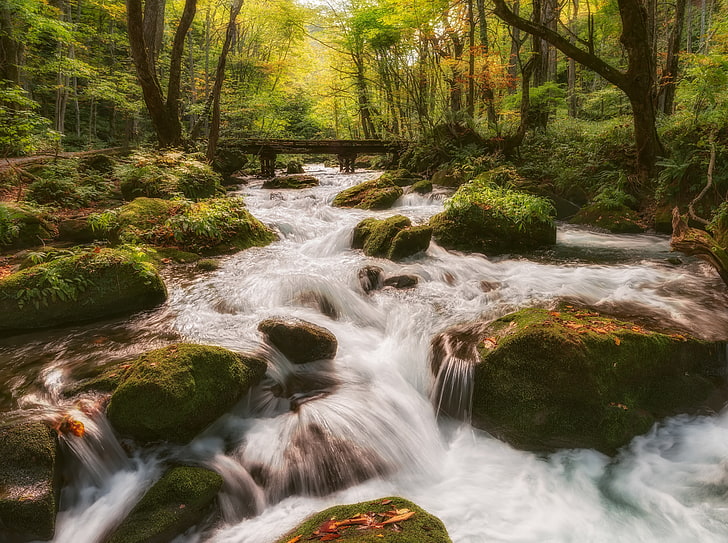 Forest Stream, green plants and leafed trees, Nature, Forests, River, Water, Flow, Stream, Japan, Bridge, prefecture, aomori, touhoku, towada, aomoriprefecture, oirase, oirasestream, towadashi, HD wallpaper
