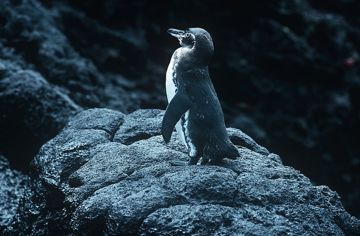 animales, pingüino, naturaleza, roca, piedras, Fondo de pantalla HD
