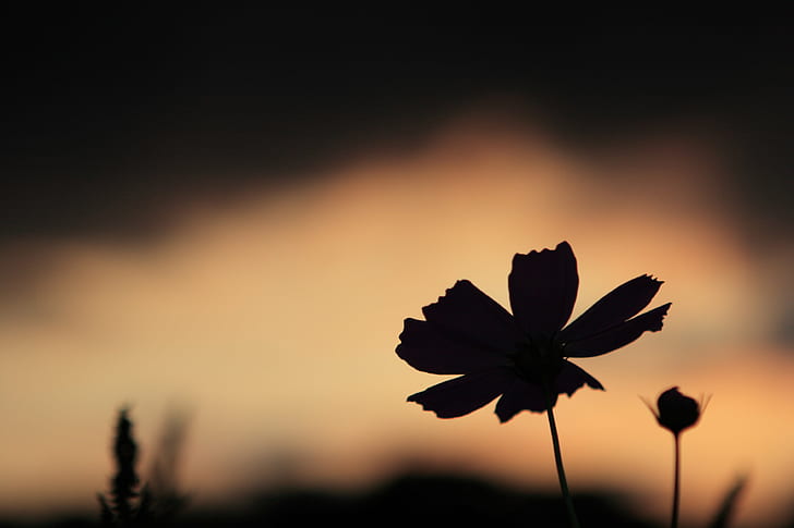silhouette of petaled flower during nighttime, Cosmos, silhouette, flower, nighttime, japan, saitama, hidaka, koma, seibu, sunset, geo, lat, lon, geotagged, blog, 日本, nature, plant, summer, beauty In Nature, HD wallpaper