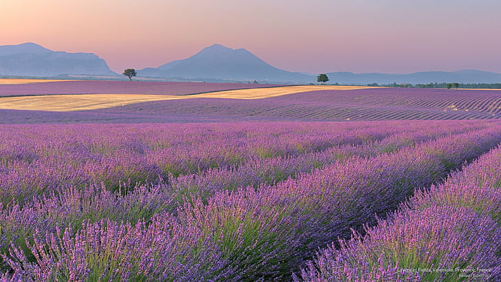 Bidang Lavender, Valensole, Provence, Prancis, Eropa, Wallpaper HD