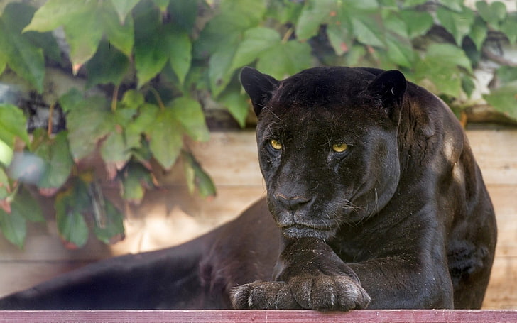 เสือดำสัตว์เสือดำ, วอลล์เปเปอร์ HD