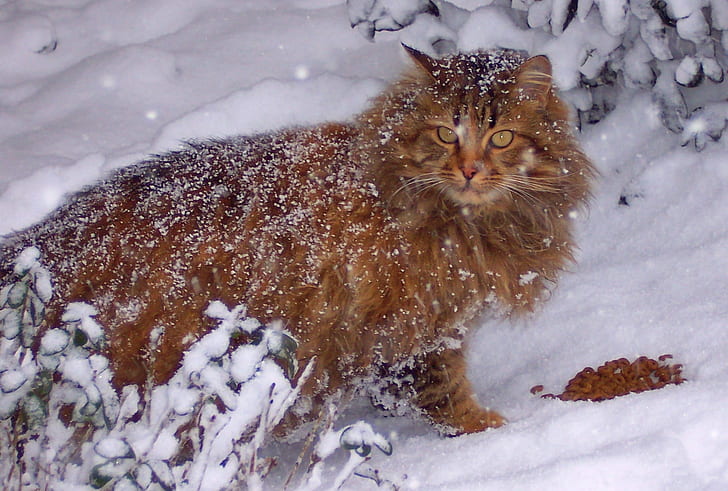 animal photography of brown wild cat, cats, dogs, cats, dogs, Outdoor, cats/dogs, winter, animal, photography, wild cat, cats  dogs, animals, snow, food, help, survive, Katzen, nature, outdoors, cold - Temperature, frost, season, forest, snowing, white, weather, HD wallpaper