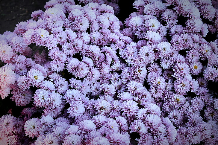 fiori viola del crisantemo, fiori, molla, Russia, Sfondo HD