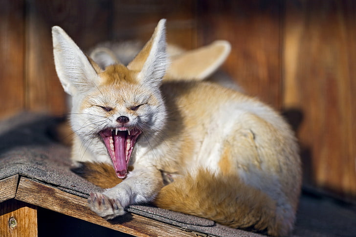 raposa-marrom, rosto, raposa, presas, bocejos, Fenech, © Tambako The Jaguar, HD papel de parede