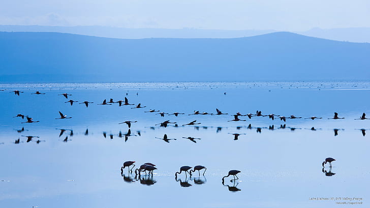 Lake Nakuru NP, Rift Valley, Kenya, Birds, HD wallpaper