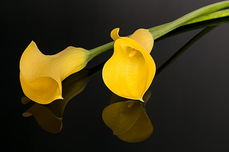 two yellow calla lily flowers, the dark background, yellow, Calla lilies, HD wallpaper HD wallpaper