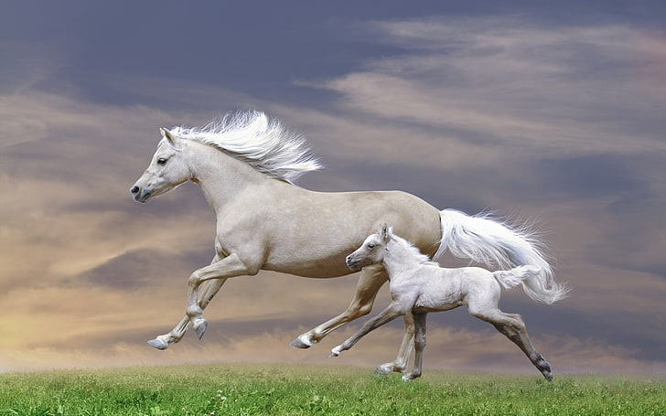 White Mare And Foal Galloping Sunset Hd Wallpaper, HD wallpaper