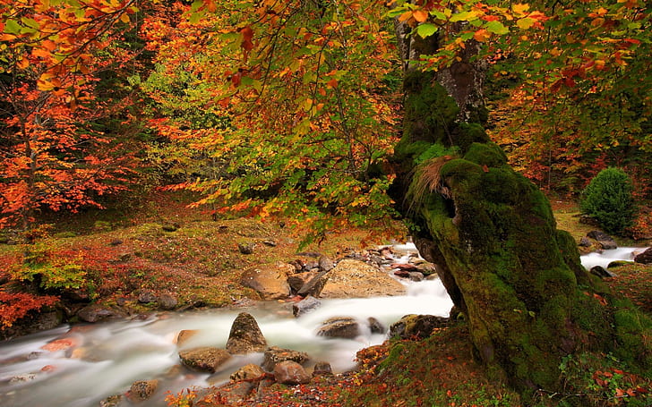 Forest Autumn Time, forest, river, landscape, HD wallpaper