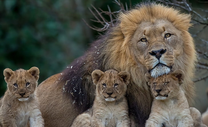 Young Predators Lions, brown lion with cubs, Animals, Wild, HD wallpaper