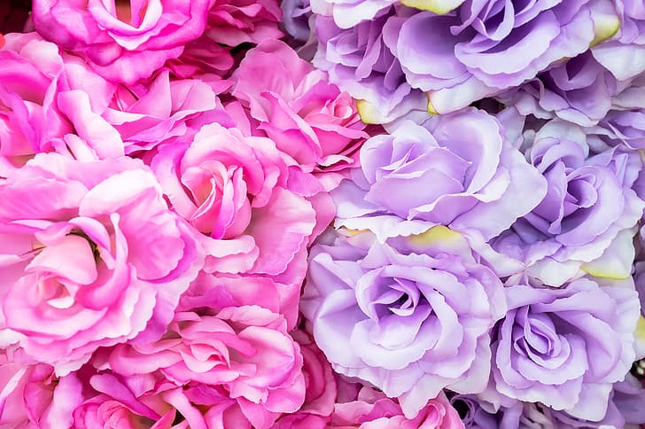 Flores, rosas, rosa, violeta, Fondo de pantalla HD | Wallpaperbetter