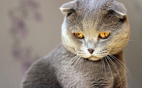 스코틀랜드 폴드 고양이 빨간 눈, 스코티시 폴드 고양이, 아름다운, 귀여운, HD 배경 화면 HD wallpaper