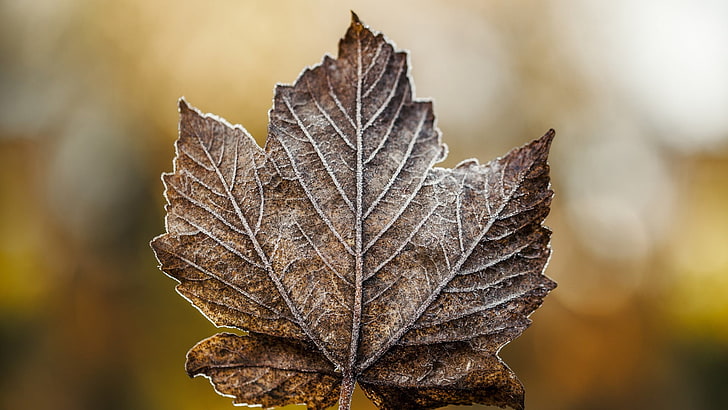 foglia d'acero essiccata marrone, foglie, caduta, Sfondo HD