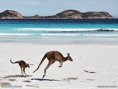 Kangaroos Australia-National Geographic photograph.., two Kangaroo and baby Kangaroo, HD wallpaper HD wallpaper