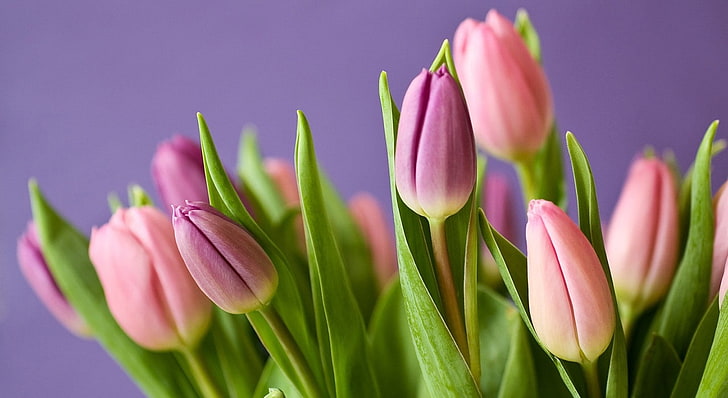 flores, tulipanes, plantas, Fondo de pantalla HD