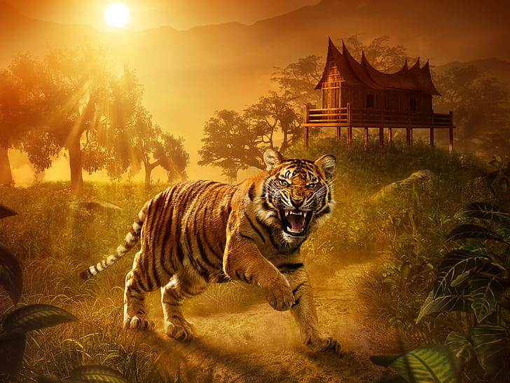 Tiger Sunlight HD, สัตว์, แสงแดด, เสือ, วอลล์เปเปอร์ HD