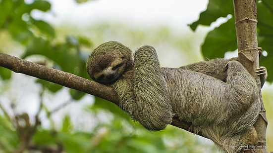 Preguiça-de-garganta-marrom, Costa Rica, Animais, HD papel de parede HD wallpaper