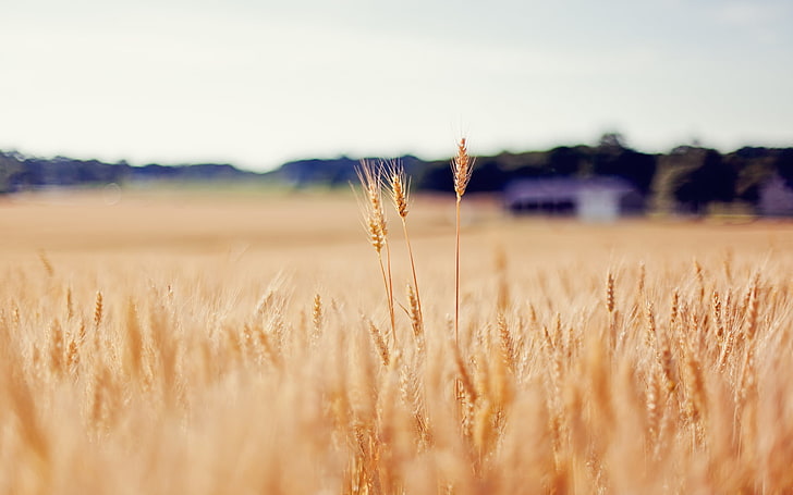 hierba de trigo, trigo, campo, oro, desenfoque, espiguillas, Fondo de pantalla HD