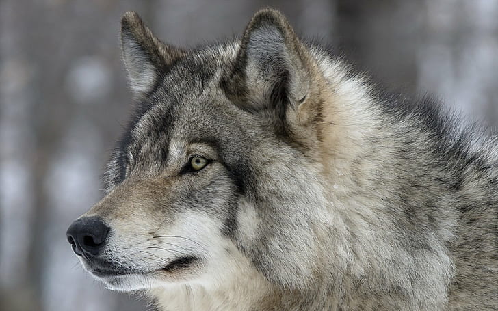 animals, glance, snout, wolf, wolves, HD wallpaper