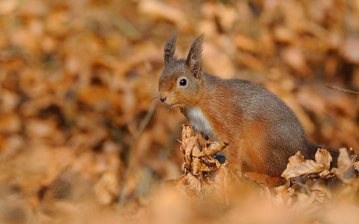 Squirrel, Foliage, Autumn, HD wallpaper