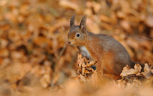 다람쥐, 단풍, 가을, HD 배경 화면 HD wallpaper
