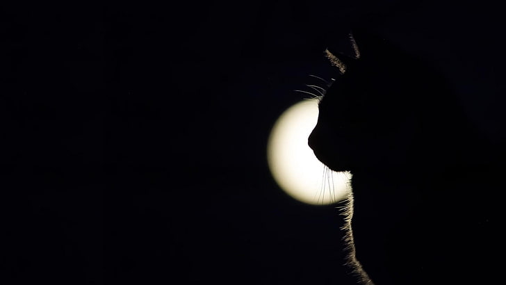 котка, пълнолуние, черно, луна, тъмнина, лунна светлина, силует, явление, нощ, небе, подсветка, полунощ, фотография на натюрморт, черно и бяло, атмосфера на земята, HD тапет