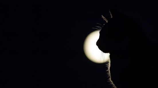 kot, pełnia księżyca, czarny, księżyc, ciemność, światło księżyca, sylwetka, zjawisko, noc, niebo, podświetlenie, północ, martwa natura, czarno-biały, atmosfera ziemi, Tapety HD HD wallpaper