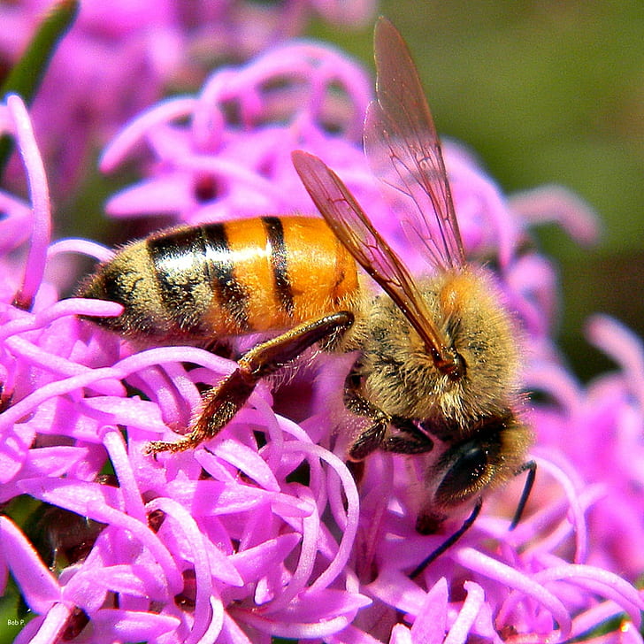 yellow and black bee on pink petaled flower, liatris, liatris, Beatrice, Liatris, yellow, black, pink, flower, Apis mellifera, taxonomy, binomial, pollinator, pollination, Apidae, wildflowers, purple, Frenchman's Forest Natural Area, Palm Beach County  Florida, Fall, Asteraceae, bee, insect, nature, pollen, close-up, macro, honey, plant, honey Bee, summer, HD wallpaper
