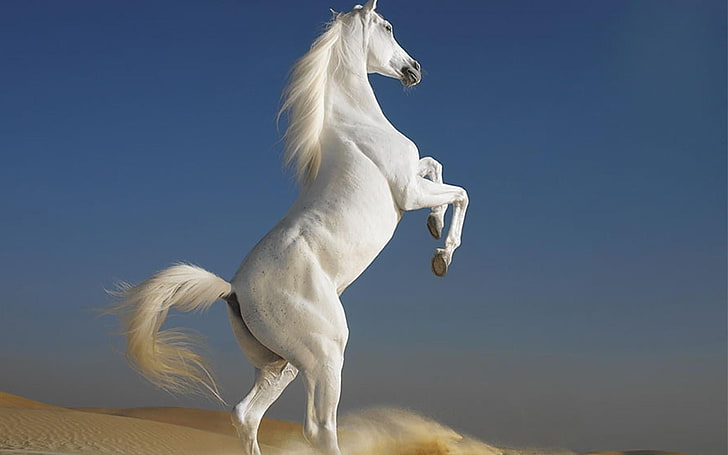 white horse, horse, white, desert, animals, HD wallpaper