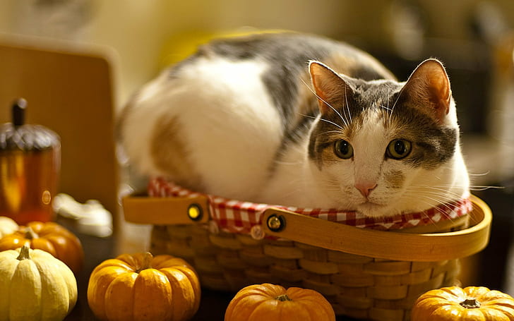 cat, look, face, macro, table, fright, basket, pumpkin, HD wallpaper