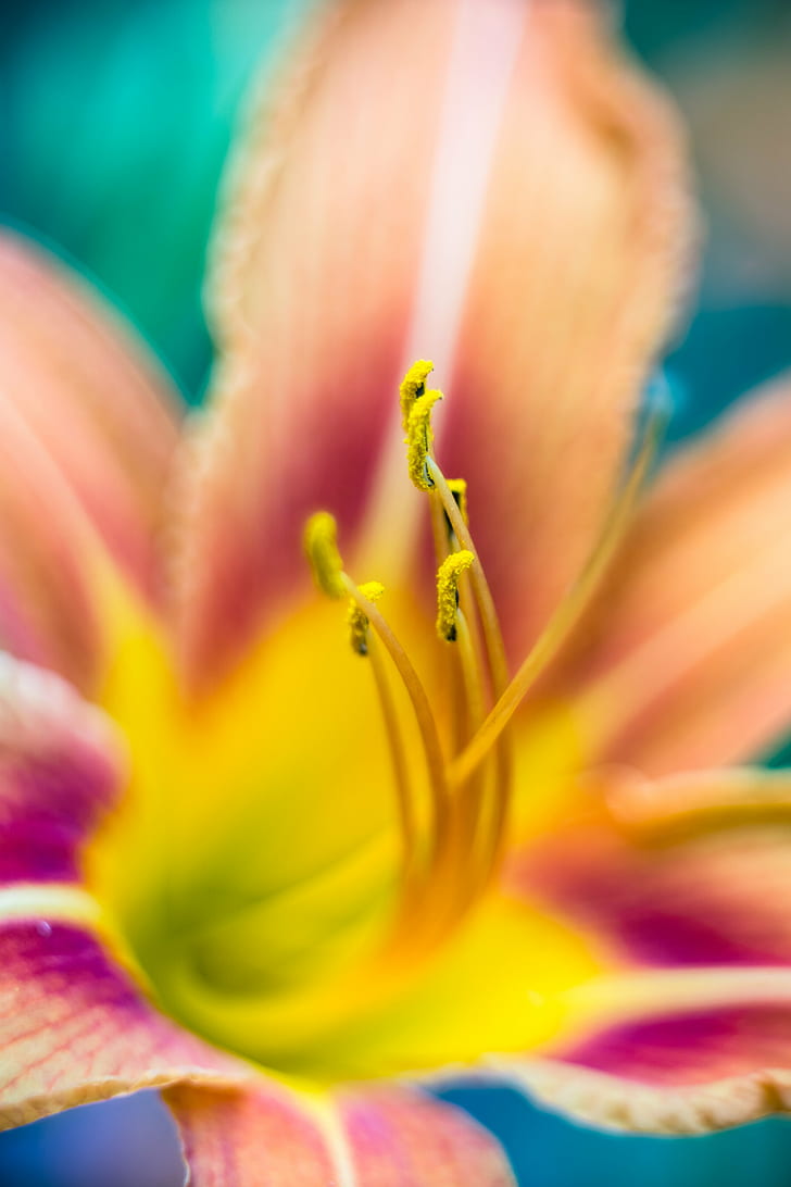 تصوير ماكرو لزهرة بنية ، أرجوانية ، وصفراء مع حبوب اللقاح ، طبيعة ، زهرة ، نبات ، بتلة ، لقطة مقرّبة ، ماكرو ، رأس زهرة، خلفية HD، خلفية الهاتف