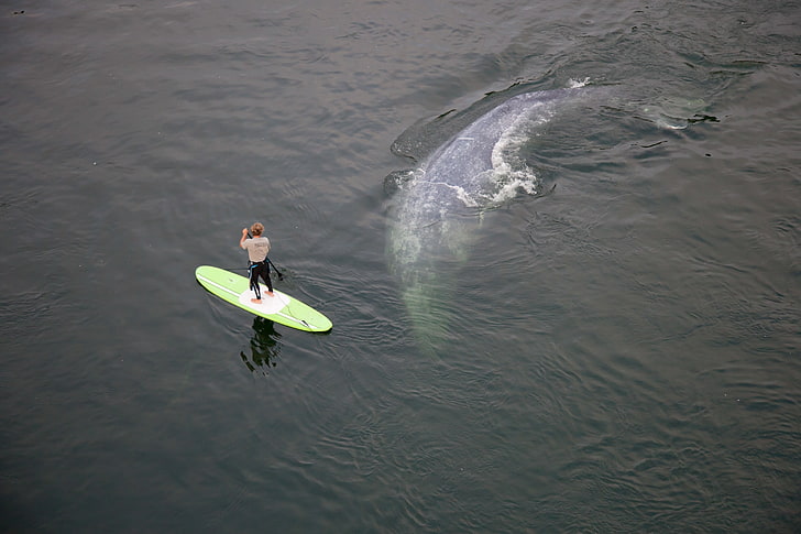 animali, surfisti, balene, Sfondo HD