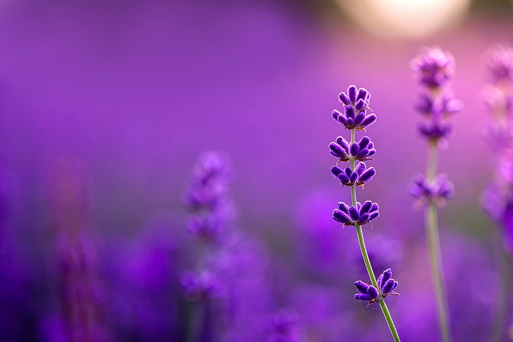 selective focus photography of purple flower, lavender, bokeh, all purple, HD wallpaper