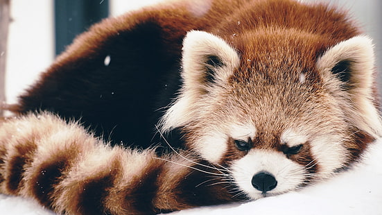röd panda, djur, röd panda, snö, HD tapet HD wallpaper