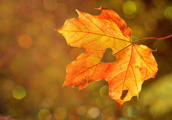 maple leaf, maple leaf, autumn, heart, HD wallpaper