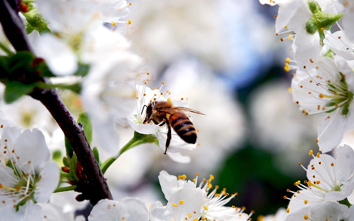 Белые цветы вишни, насекомые, пчела, весна, белые, вишня, цветы, насекомое, пчела, весна, HD обои