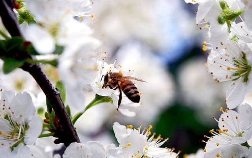 White cherry flowers, insect bee, spring, White, Cherry, Flowers, Insect, Bee, Spring, HD wallpaper HD wallpaper