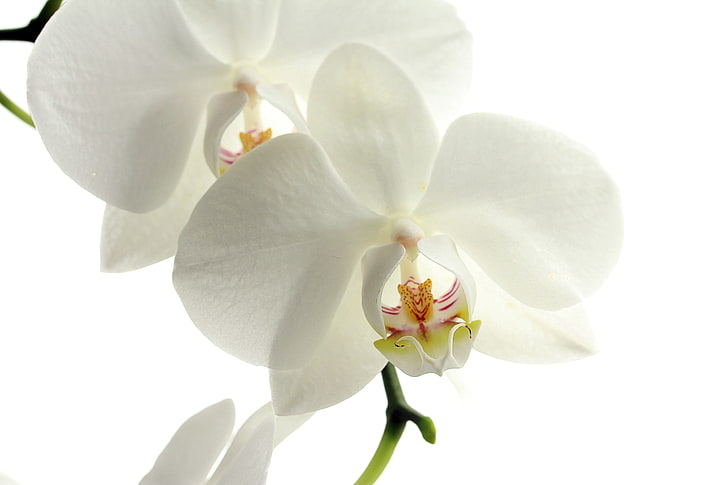 papillon blanc orchidée, orchidée, fleur, pétales, Fond d'écran HD