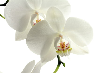 orquídea traça branca, orquídea, flor, pétalas, HD papel de parede HD wallpaper