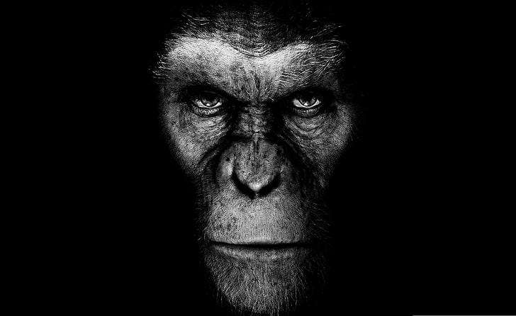 Ilustración de mono negro, película, la película, mono, fondo negro, surgimiento del planeta de los simios, Fondo de pantalla HD