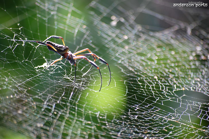 laba-laba, sarang laba-laba, Wallpaper HD