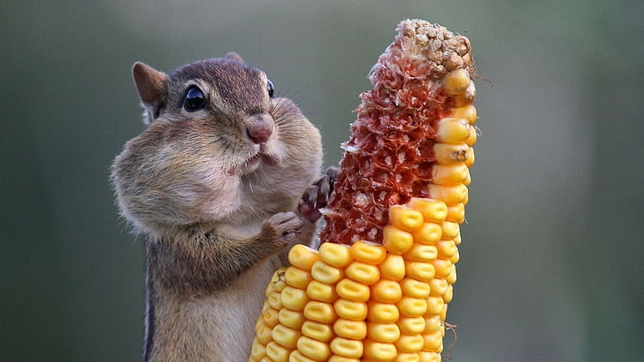 Tamia manger du papier peint de maïs, animaux, maïs, écureuil, Fond d'écran HD