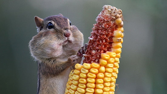 Chipmunk eating corn wallpaper, animals, corn, squirrel, HD wallpaper HD wallpaper