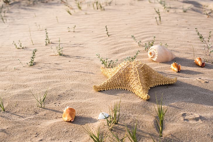 sand, beach, summer, shell, sea, marine, starfish, seashells, HD wallpaper