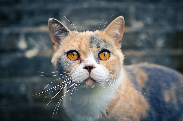 długowłosy kot brązowy, biały i czarny, kot brytyjski krótkowłosy, kot, spojrzenie, cętkowany, Tapety HD