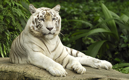 Tiger Panthera Tigris Singapore، tiger، Singapore، panthera، tigris، خلفية HD HD wallpaper