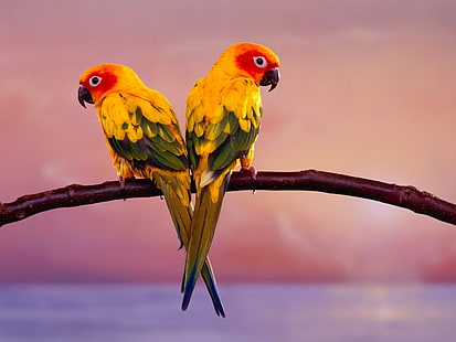 Papagaios sol Sun Conure papagaios animais pássaros arte HD, sol, papagaios, HD papel de parede HD wallpaper