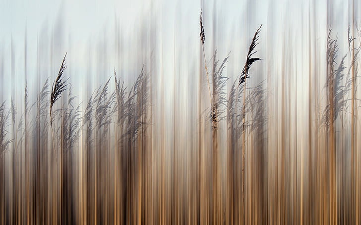 plants, reeds, HD wallpaper