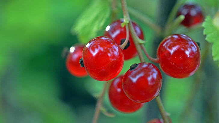 red fruits, currant, berry, ripe, branch, HD wallpaper