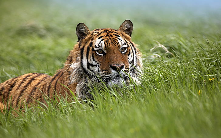 animals, tiger, nature, big cats, HD wallpaper