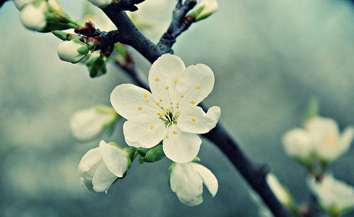 Красив макрос, бели цветя, аеро, макро, сезони / пролет, красив, пролет, HD тапет